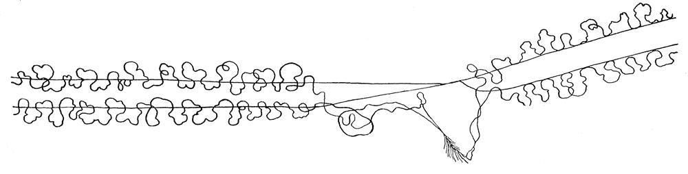 Detail lapací sítě cedivky domovní. Na nosném vlákně se klikatí ultrajemné přilnavé vlákno, které ulpí na kořisti jako suchý zip. Z Nielsena (1932)